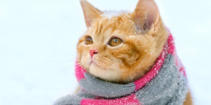 Котик в шарфике красивое фото