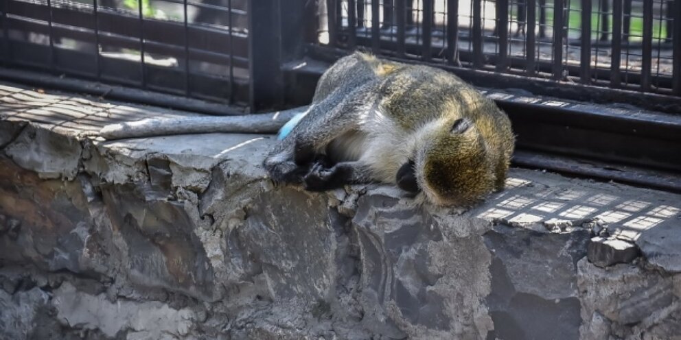 Игра про зоопарк zoo tycoon. Zoo tycoon 2004. Домик зоопарк. Зоопарк копенгагена. Игра wildlife park 2 заповедник.