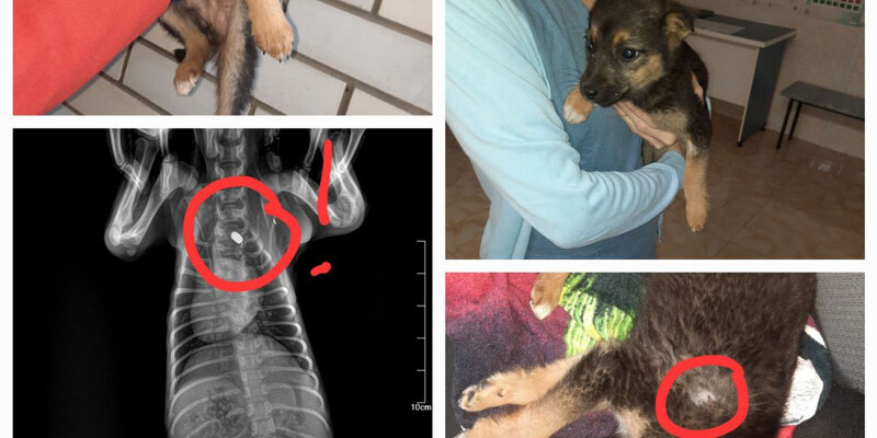 причигение вред аздоровью. пример лёгкого вреда здоровью. дикие животные опасные и неопасные. вред причиненный здоровью. какой вред организму причиняет табакокурение.