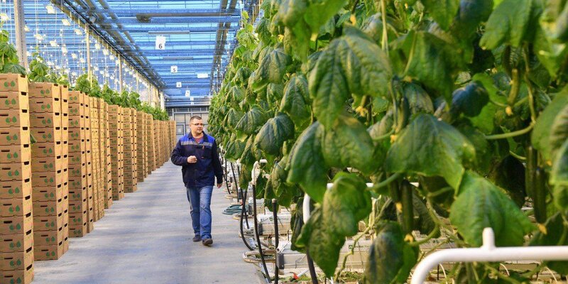 Огурец это кустарник или травянистое. Огурец является овощем. Огурец культурное растение. Плод строение тыквина огурца. Огурцы является овощем.