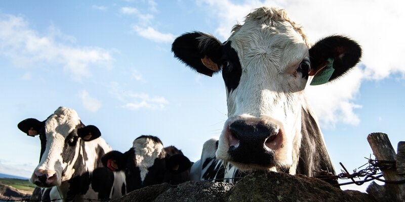Памятка лейкоз крупного рогатого скота. Рацион крс дойных коров. Нормы рациона для дойной коровы. Данные крс. Абердин-ангусская породы крупного рогатого скота.