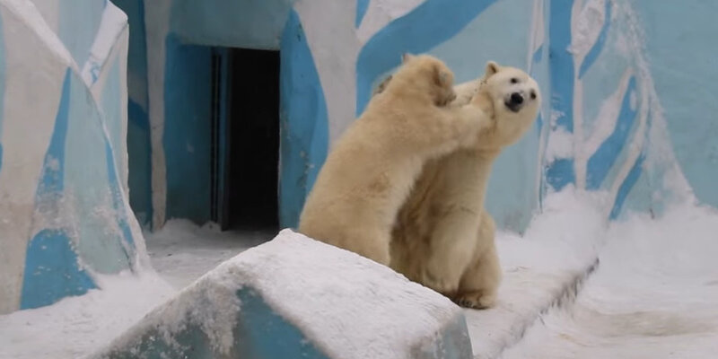 обитает ли белый медведь. белый медведь питается. обитает ли белый медведь. обитает ли белый медведь. белый медведь презентация.