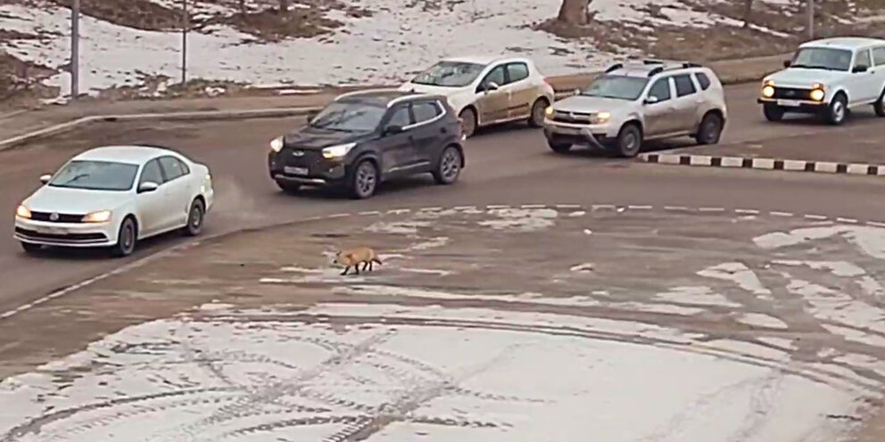 умный попал в будущее и стал. декс шепард идиократия. человечество будущего. назад в будущее 2 профессор. идиократия 2006.