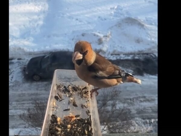 лесные птицы весной. лесные птицы весной. лесные певчие птицы подмосковья. соловей птичка певчая.