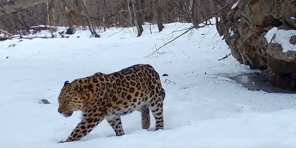 Амурский тигр заповедник