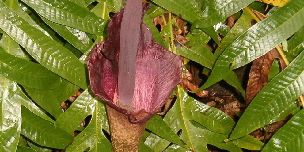 The lodger (2009). дьявол во плоти 2005. запах плоти. Lil peep. запах плоти.