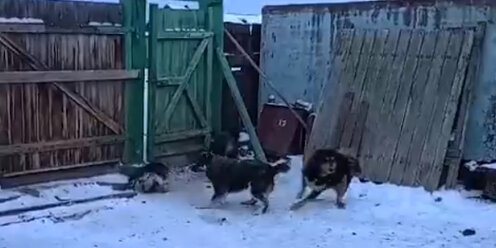 собаки во дворе многоквартирного дома. пёс со двора. бульвар собака. выгульные площадки для собак. собаки во дворе многоквартирного дома.