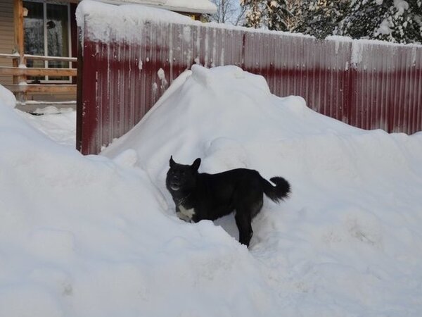 мемы про девушек за рулем. пес моего бывшего мужа. пес прикол. пес моего бывшего мужа. шутки с матом.