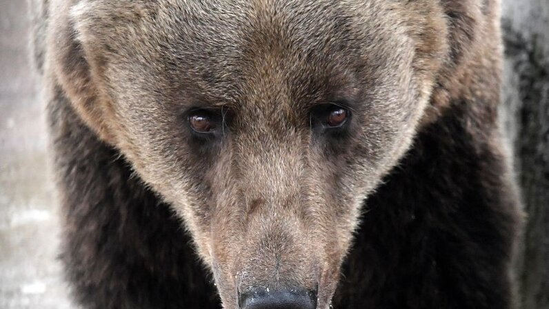 Охотники швеции. Шведский охотничий. Сверхъестественное руди охотник. Охотники швеции. Женщина охотник.