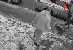 Собака напала на собаку меньше. Маленькая собака напала на большую. Собака нападает на маленьких собак. Нападение собак на маленьких собачек. Собака нападает на девушку.