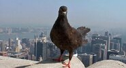 Европейские женщины оказались для&nbsp;птиц страшнее мужчин|
