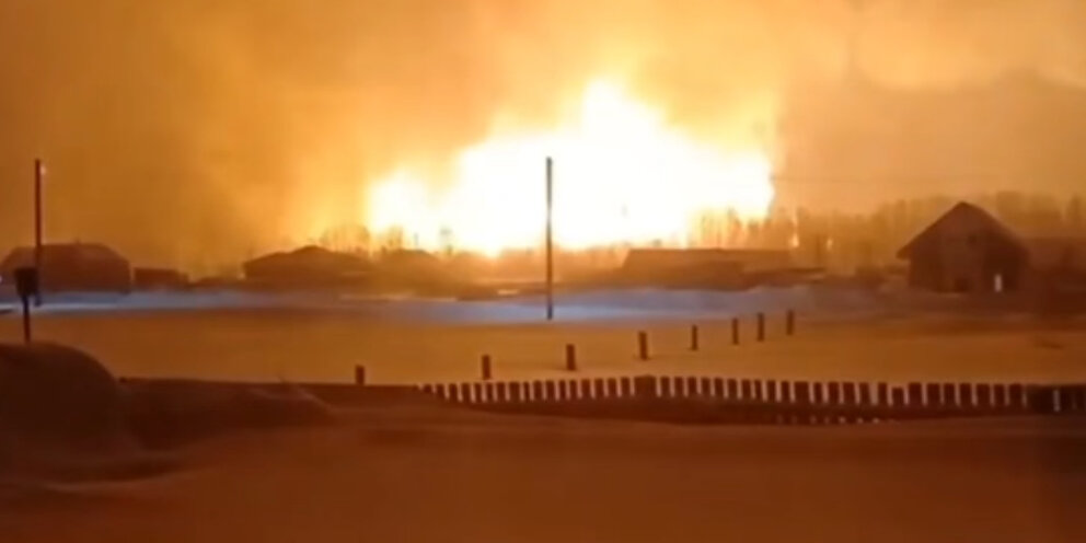 пермские ели. елка пермская живая. ель пермская. пермские ели. елка в перми.