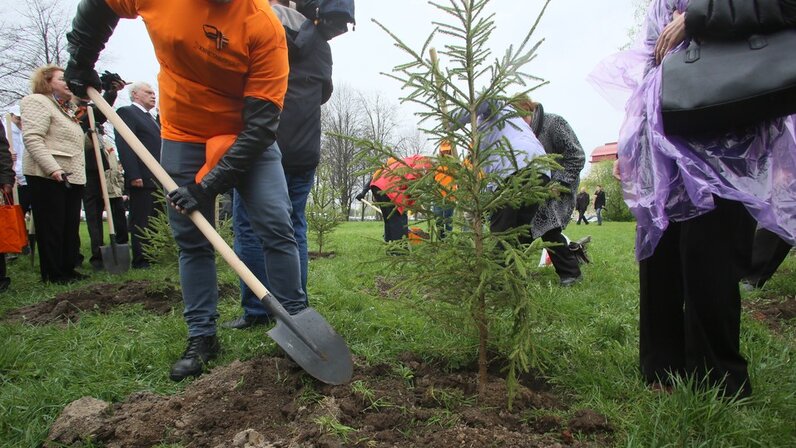 Какие деревья высаживают в городе. Какие деревья высаживают в городе