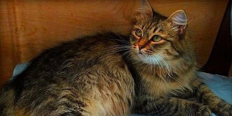 Песни девочкой своею ты меня назови