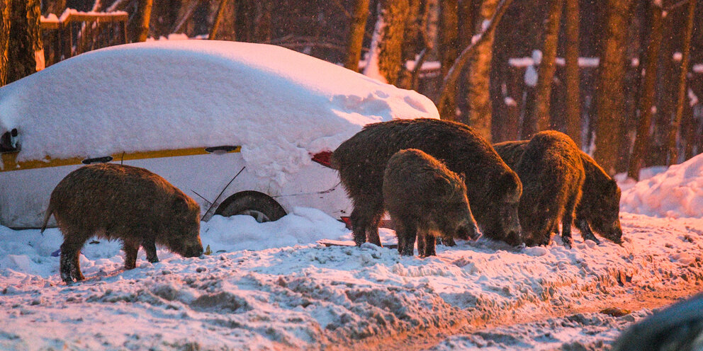 Энциклопедия про кабана. Кабанов слово. Кабанов слово. Кабанов слово. Кабанов слово.