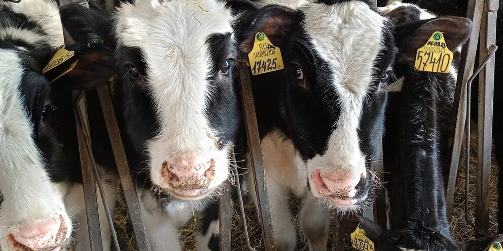 количество надои молока. средний удой молока в сутки. срок стельности коровы таблица. таблица отела коров по месяцам. годовой надой коровы в сутки.