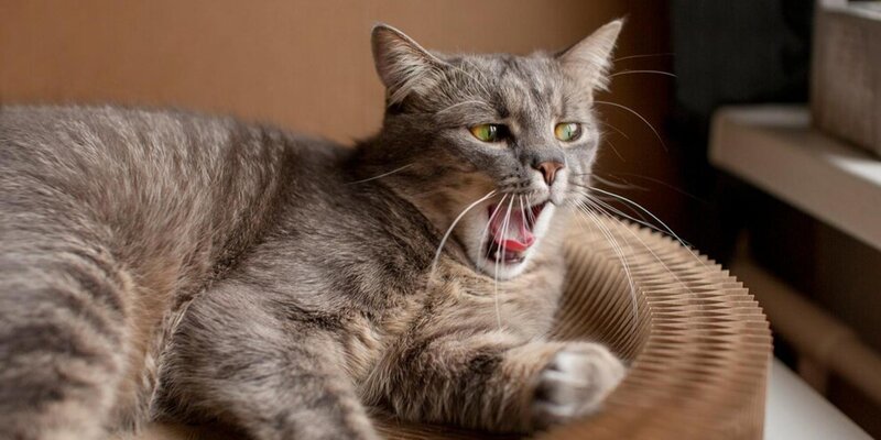 котенок турецкой ангоры 1 месяц. каких продают кошек. котики на продажу. котенок 1 год. каких продают кошек.