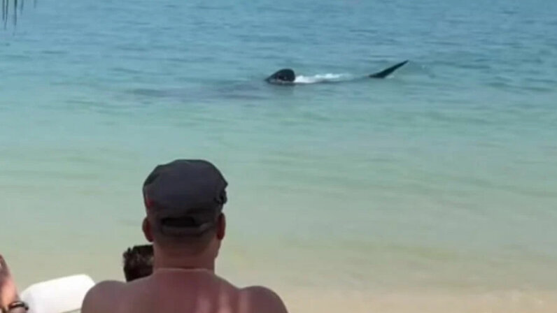 Береги акулу. Плавник акулы. Акула мако. Плед акула. Большая акула на берегу.