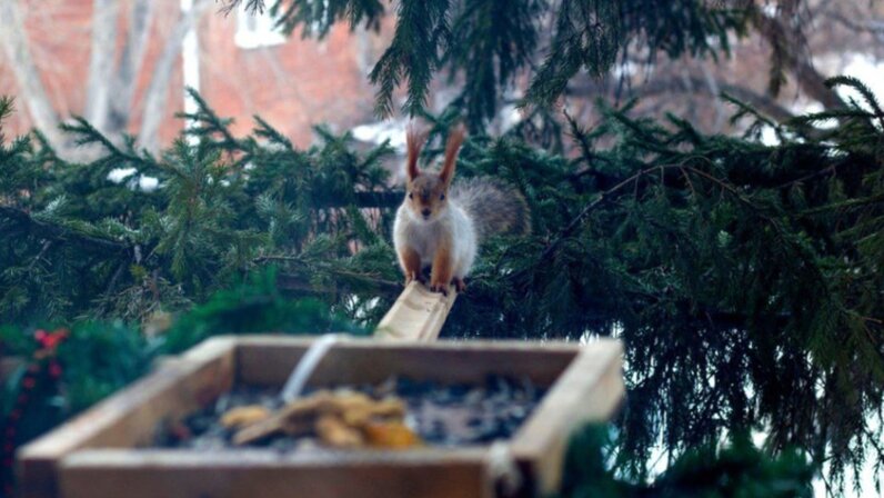 Звери леса для детей. В гостях у лесных жителей. Николай сладков осень на пороге. Дружные лесные звери. Сказочные жители леса.