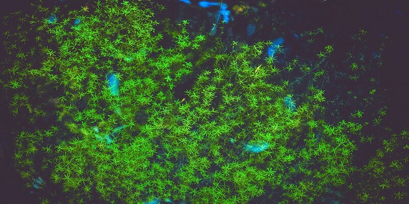 путешествие вглубь земли выставка. экосистема земли. 1-внутреннее строение земли …………… мантия …………. биосферный структурный уровень организации живой материи это. экосистема.