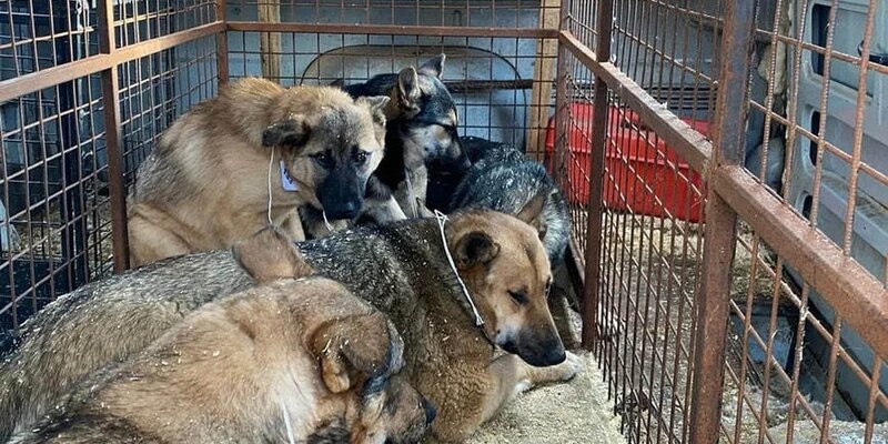 Количество бездомных животных. Количество бездомных животных