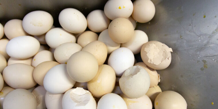 Купить яйца иваново. Яйца Омск. Яйцо Рефтинская. Свалка яиц в Омске. Свердловская область птицефабрика рефлекс.