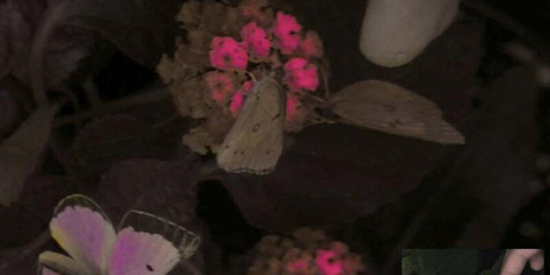 дуня главная героиня. дуня главная героиня. станционный смотритель фильм 1972. актриса марианна кушнирова. алексей берестов муромская барышня крестьянка.