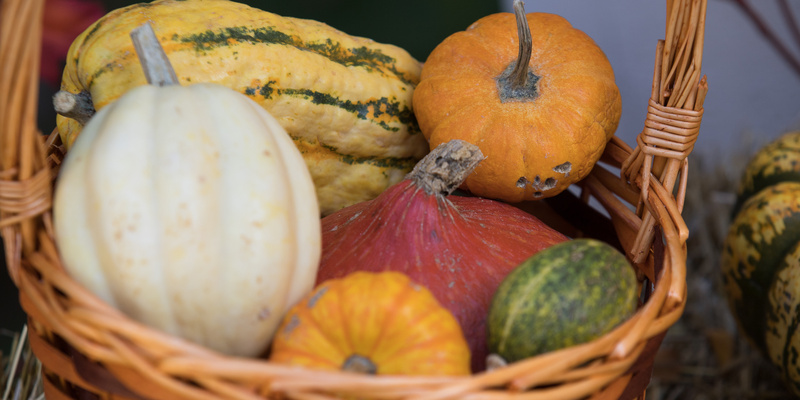 Когда нужно садить тыкву и когда убирать. Когда убирать тыкву в бурятии. Тыква на грядке. Когда можно убирать тыкву с грядки. Когда убирать тыкву и кабачки.