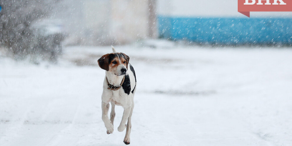 выгул собак. прогулка с собакой на поводке. основы содержания домашних животных. ребенок гуляет с собакой. поводок для собак.