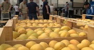 Россия ограничила ввоз всей подкарантинной продукции из&nbsp;Армении с&nbsp;12 июня|