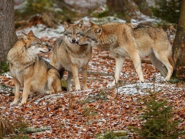 Wolf мемный. как можно назвать волка. описать волка. как можно назвать волка. красивое имя для волка.