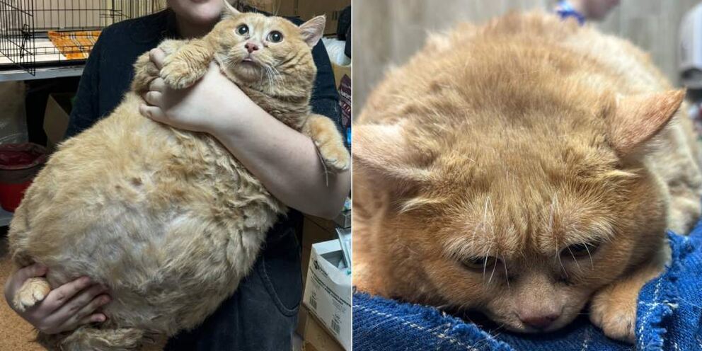 Не хочу ходить