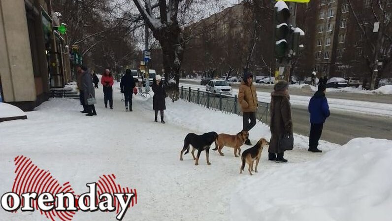 в якутске стая собак напала на женщину. собака нападает на женщину. собаки на подают на человека. собака нападает на женщину. собака нападает на женщину.