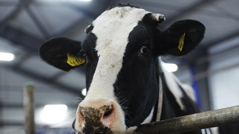 Злокачественная катаральная лихорадка. Ветеринария крс. Нодулярный узелковый дерматит крс. Инфекционная заболеваемость сельскохозяйственных животных. Ветеринар с коровой.