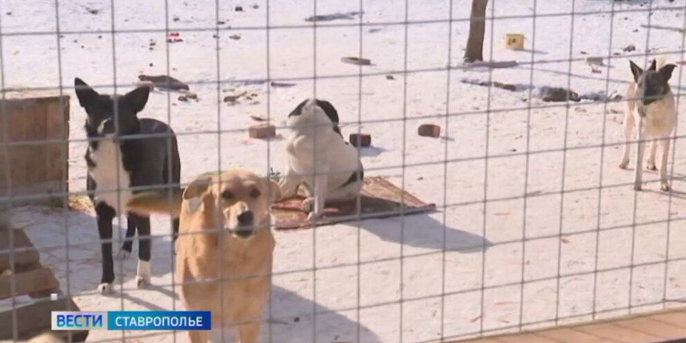 ставропольский приют для животных