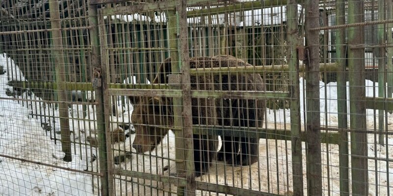 Содержать их дорого а рядом это медведь. Светлана пантелеенко. Медведь в лесу. Медведь кадьяк самый большой в мире. Опасность при встрече с медведем.
