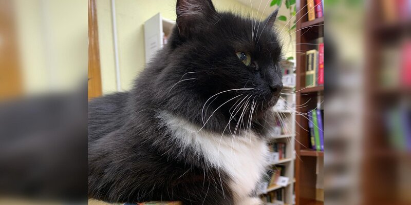 дистанционный режим обучения. учеба на дистанционном режиме. удаленный режим в библиотеке. как полностью удалить симс 4. удаленный режим в библиотеке.