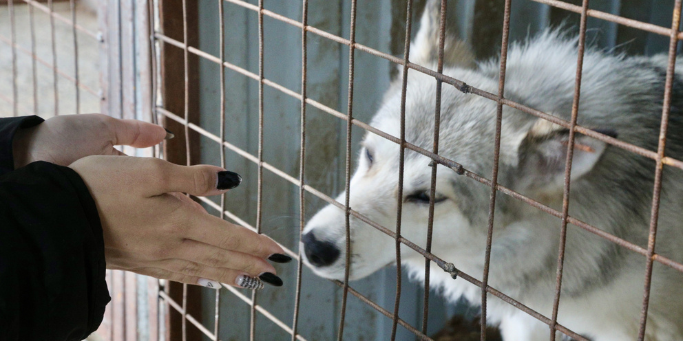 Приют 5 букв. Приют северная звезда. The sar dogs photo. Приют 5 звезд в усолье-сибирское. Приют на ооо терминал сергиев посад.