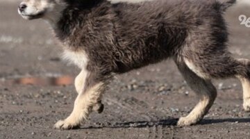 Памятник собаке санитару в ессентуках. Памятник собаке санитару в ессентуках. Приют динго ахтубинск. Шавки ессентуки. Памятник героям-медикам и санитарным собакам в городе ессентуки.