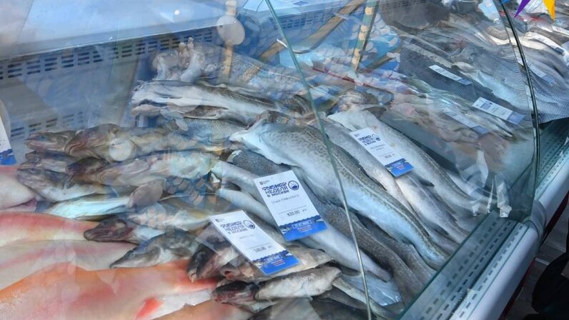 Золотой люциан рыба. Белая рыба. Зебрасома велифера. Рыба 0. Морские карпообразные.