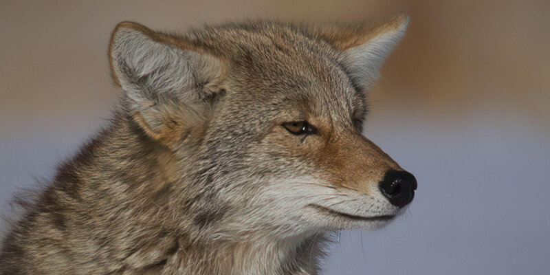 File:West Entrance Coyote (52803192763).jpg - Wikimedia Commons