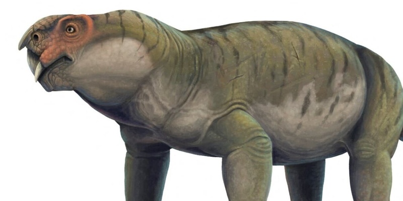 Древнее пустынное млекопитающее с клювом и клыками описали ученые
