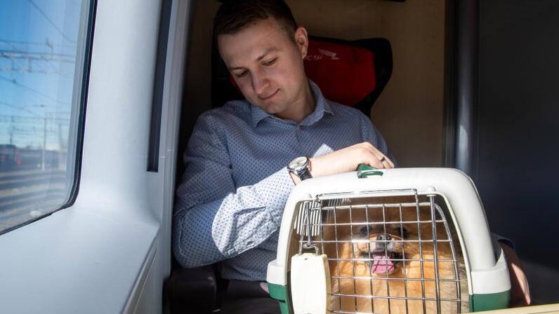 Документы для перевозки собак. Правила перевозки животных в поездах ржд 2020. Перевозка домашних животных без хозяев. Правила провоза животных. Правила перевозки щенка в поезде.
