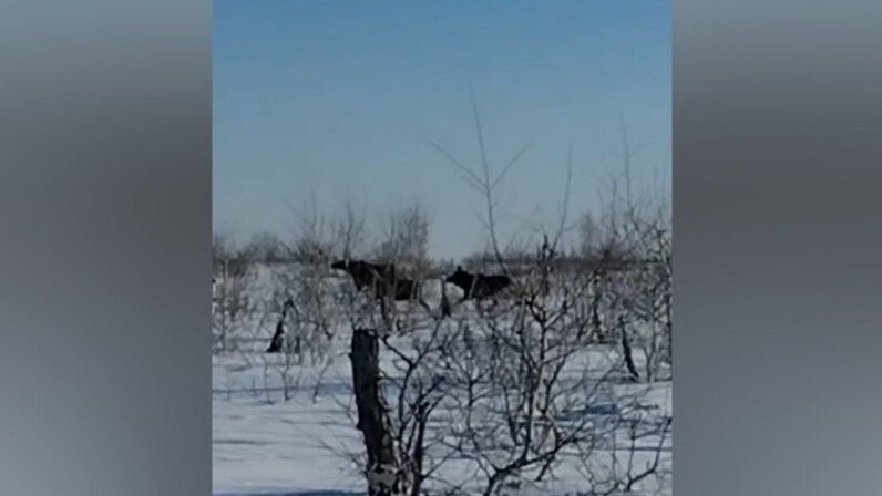 Березовский заказник. Веб камера чехия маков гнездо аиста. Березовский заказник. Заказник березовский. Заказник березовский.