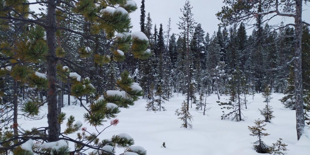 мурманску «столица кольского полуострова». сколько зимой в мурманске. мурманск порт зима. мурманск г оленегорск. мурманск в феврале.