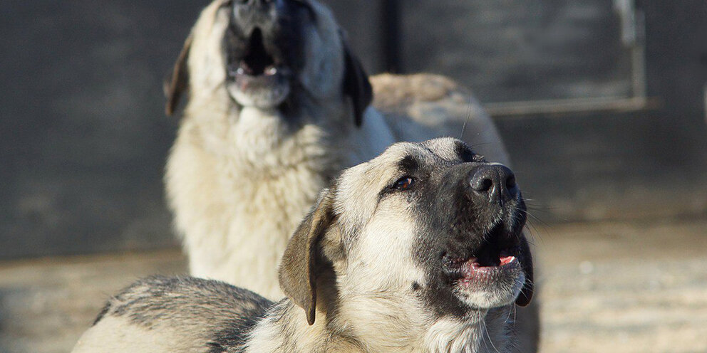 бродячий кот определить падеж. бродячий кот определить падеж. бродячий кот определить падеж. определи падеж выделенных имен существительных. текст с падежами.