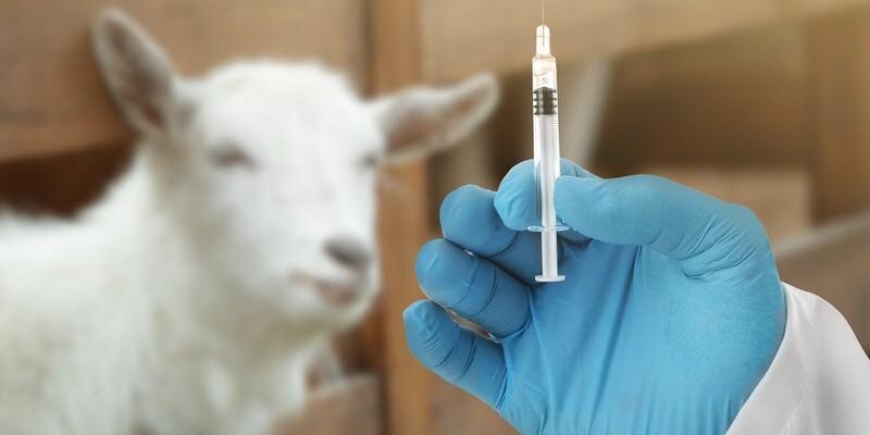 Ивермек дозы для крс. Дозировка препарата е селен. Неозидин доза для крс. Ивермек для крс дозировка. Ивермек дозировка поросят дозировка.