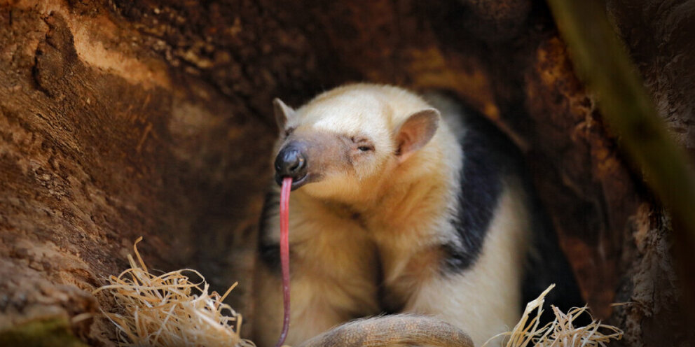 Единственное в мире животных. Утконос яйцекладущие млекопитающие. Слоны с детенышами. Хоботные (млекопитающие). Хоботные слоны.