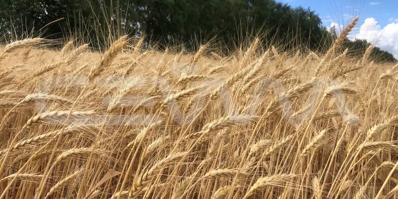 сообщение о зерновой культуре. классификация ячневой крупы. рассказ о зерновых культурах. основная зерновая культура. культурные растения зерновые культуры.