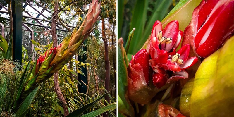 Найти редкие цветы. Найти редкие цветы. Фото необычных цветов. Найти редкие цветы. Фаталик витаспаразис цветок.